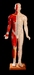 Akupunktura.jpg